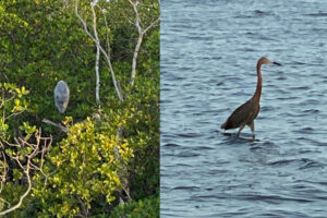 A yellow-crowned night heron sleeping in trees and a green heron wading on a shore in the morning.