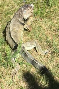 Ezra the green iguana sunbathing in the yard.