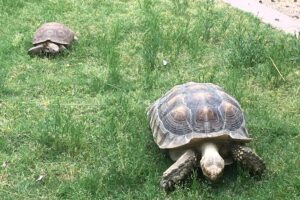 Two tortoises relaxing in a grassy yard.