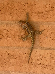 A lizard climbing up the same outdoor brick wall.