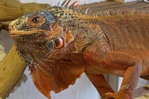 A bright orange iguana. 