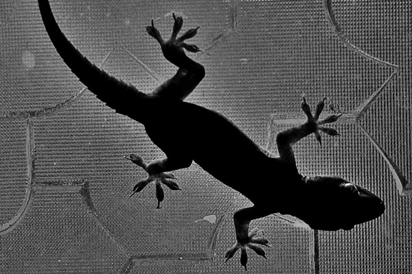 The black silhouette of a lizard climbing on a window screen..