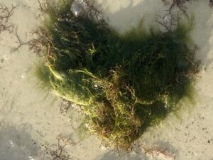 A patch of bushy green alga in receding ocean waters.