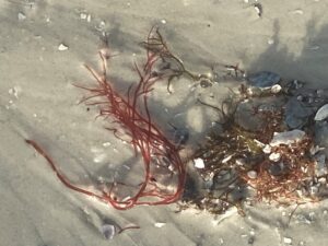 Strands of deep red algae in receding beach waters.
