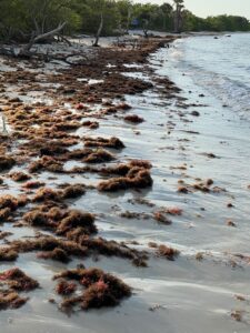 Reddish brown algae bunches litter a beach.