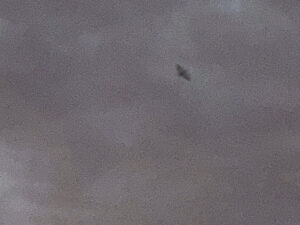 An extremely grainy photo of a bat flying in the sky at dusk. 