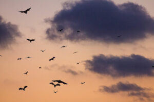 Several bats flying in the sky at sunset.