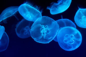 Small blue jellyfish float around in a small clump against a dark background.