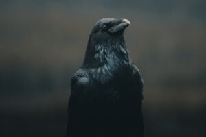 A crow peers menacingly in the dim light of dusk.