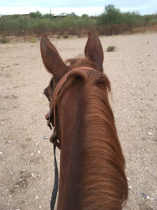 Looking down at the back of Button's head and mane from a riding position.