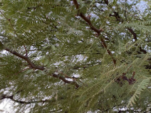 The tiny leaves of a mesquite tree.