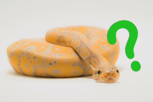 A banana python with a big green question mark over its head.