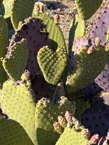 A prickly pear cactus with multiple cactus pads, one is distinctively heart-shaped.