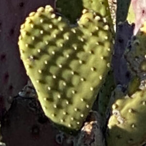 A close-up of the heart-shaped prickly pear cactus pad.