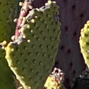 A wonky shaped prickly pear cactus pad, that resembles a mitten.