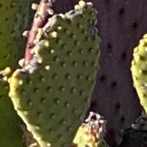 Prickly Pear Oven Mitt