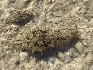 A lighter colored version of the sea hare.