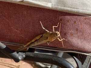 A brown grasshopper clings to a chair cushion.