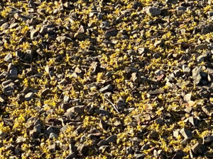 Yellow pedals from a Palo Verde cover the ground.