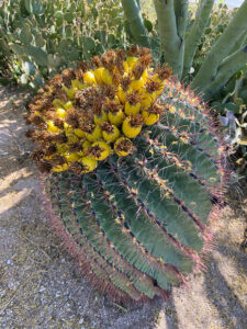 A barrel cactus topped with bright yellow fruits. 