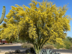A blooming Palo Verde tree.