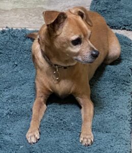 Max, the dog, relaxing on a blue rug. 