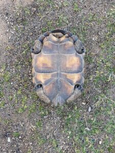 Turks, the tortoise, lying upside down in the dirt his head and feet are retracted into his shell.