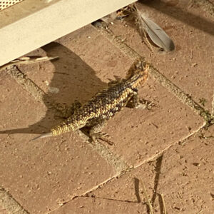 A brown-toned desert lizard with a short, stubby tale that is gray.