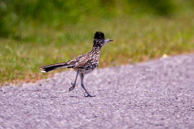 A roadrunner mid-stride running across an asphalt surface.
