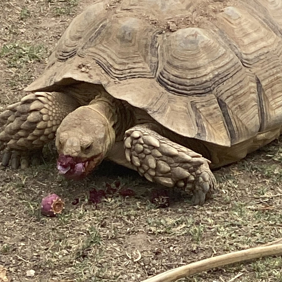 A desert tortoise munching on prickly pear fruit, it's mouth is died red from the fruit.
