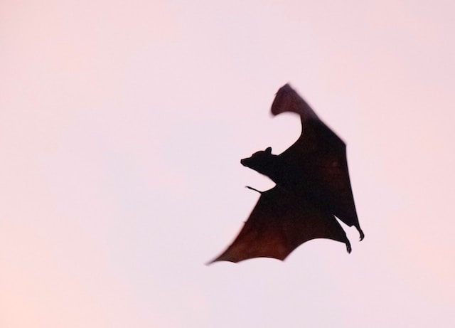 A bat mid-flight during sunset.