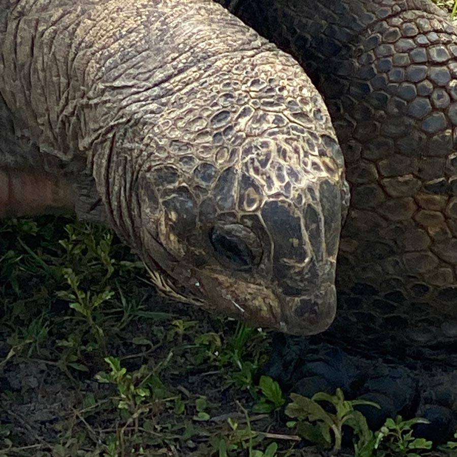 A close-up of a Galapagos tortoise.