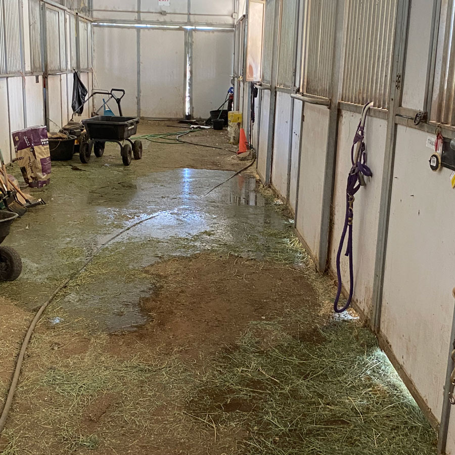 Water streams from Bully's stall in the barn.