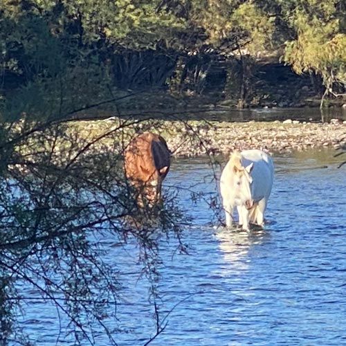 A white and tan horse wade in a river.