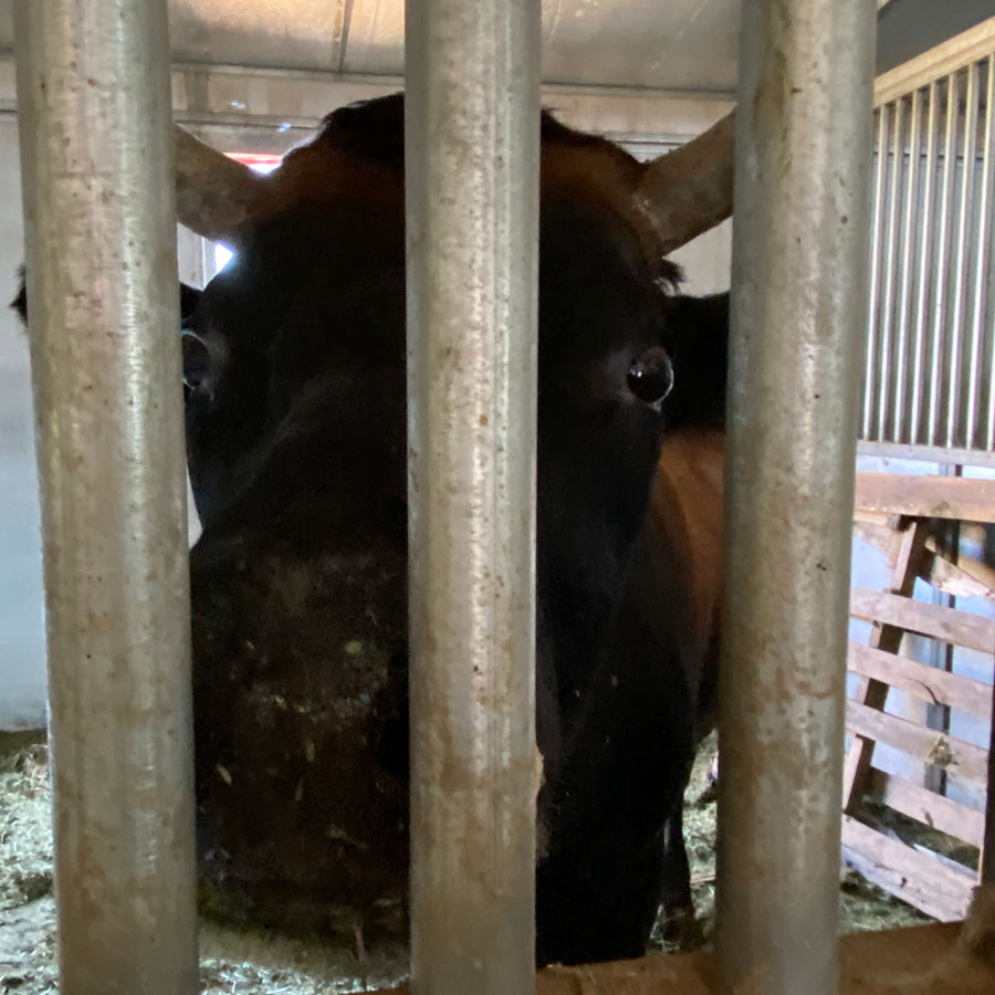 Bully poses for a pic through the bars on his stall.