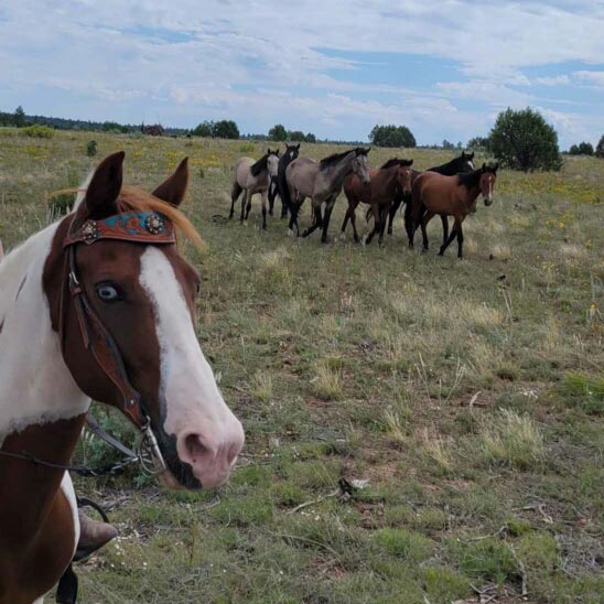 A pinto horse with a bridle stands in the foreground as a group of wild mustangs walk nearby.