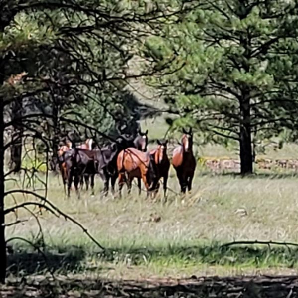 A group of bachelor stallions graze in a field.