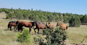 A family of wild mustangs play and eat.