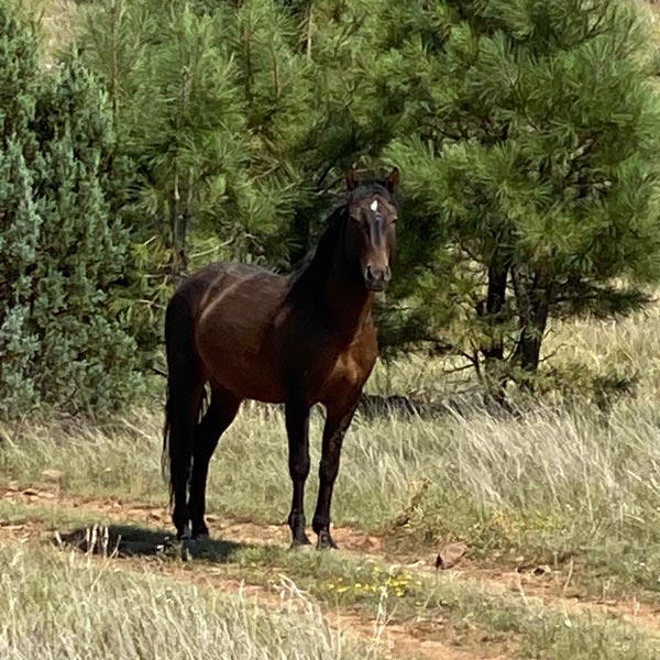 A chestnut brown stallion stands on a dirt trail observing his surroundings.
