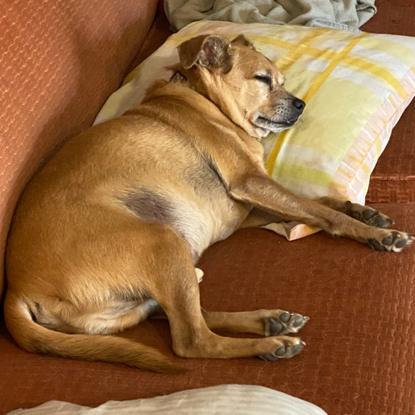 A small tan dog naps on a couch.