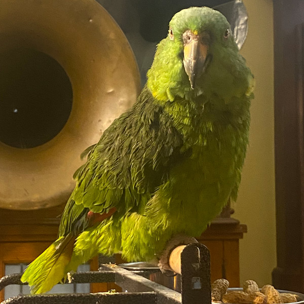 A bright green parrot stands on a perch.