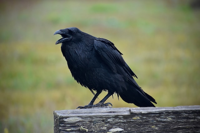 A black raven on a fence post.