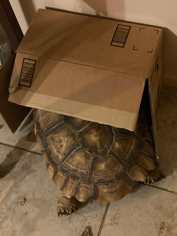 Cantata the tortoise trying to crawl into a box half her size.