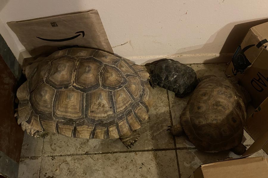 Three tortoises settling into a corner of a room in a house.