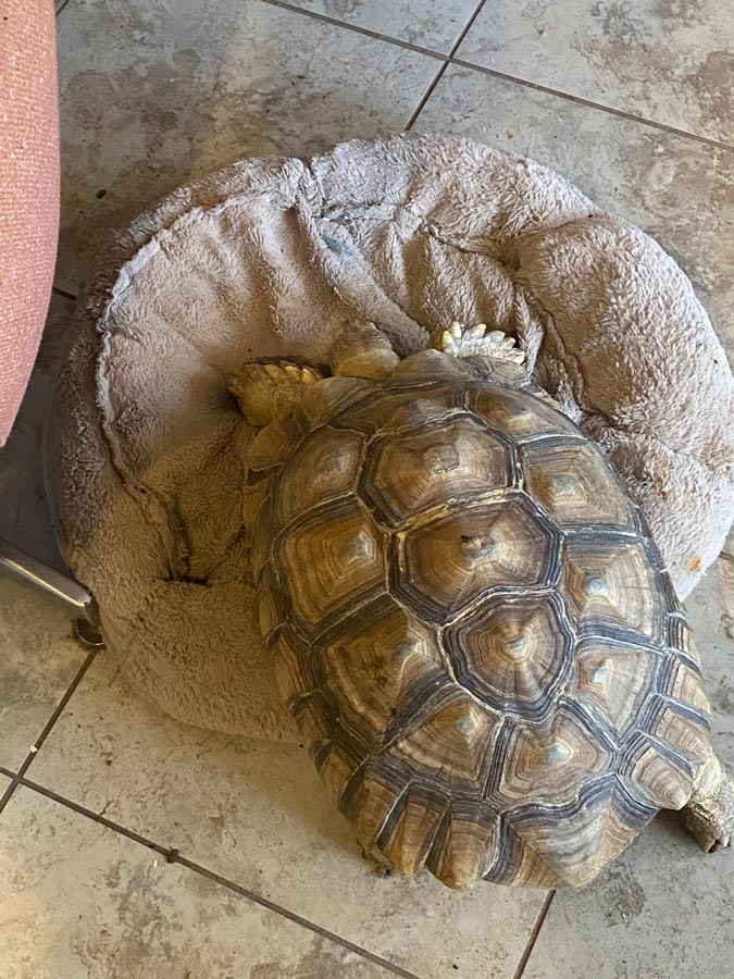 A tortoise testing out a dog bed.