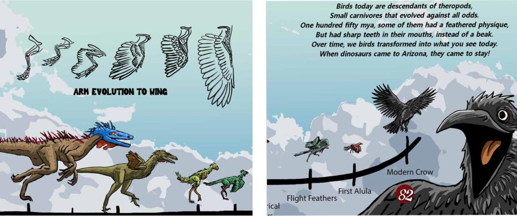 Pages from Elaine's new dinosaur book showing the evolution of arms to wings.