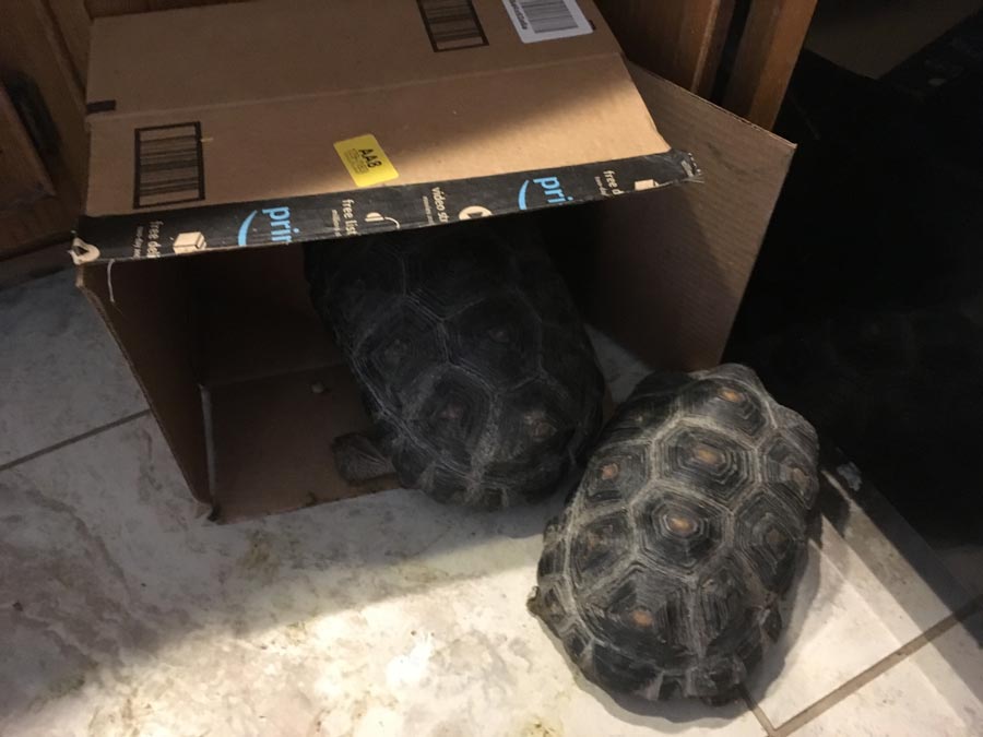 Two of Elaine's tortoises checking out an empty cardboard box set laying on it's side.