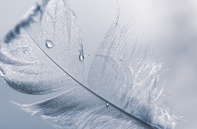 Close-up of a white bird feather.