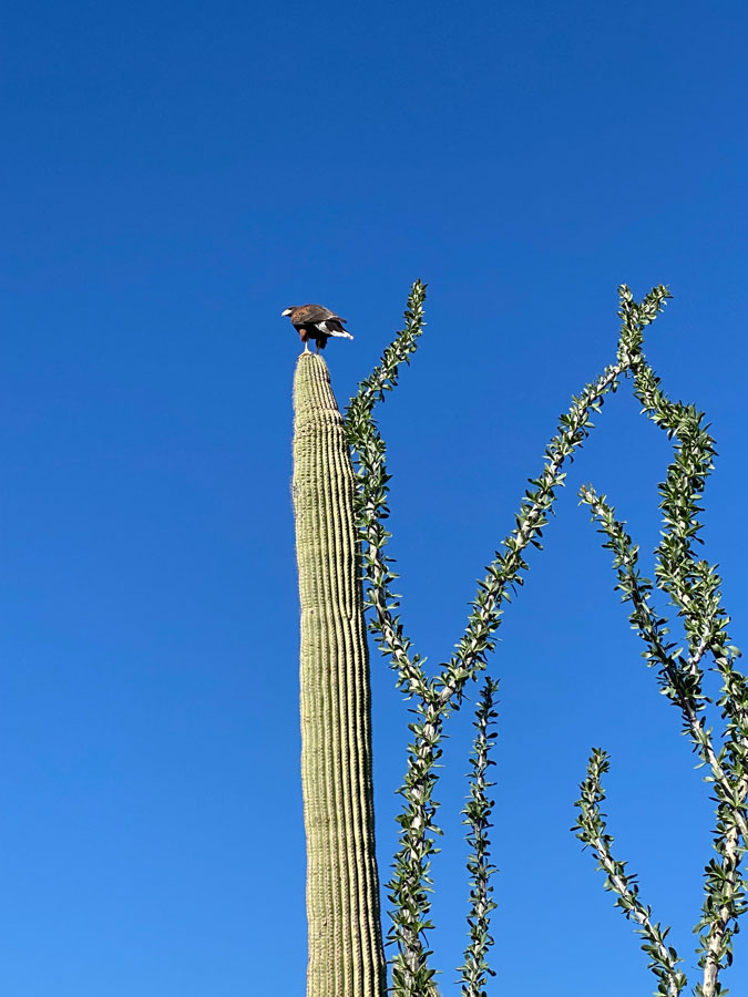 A Harris's Hawk perched high atop a very tall saguaro.