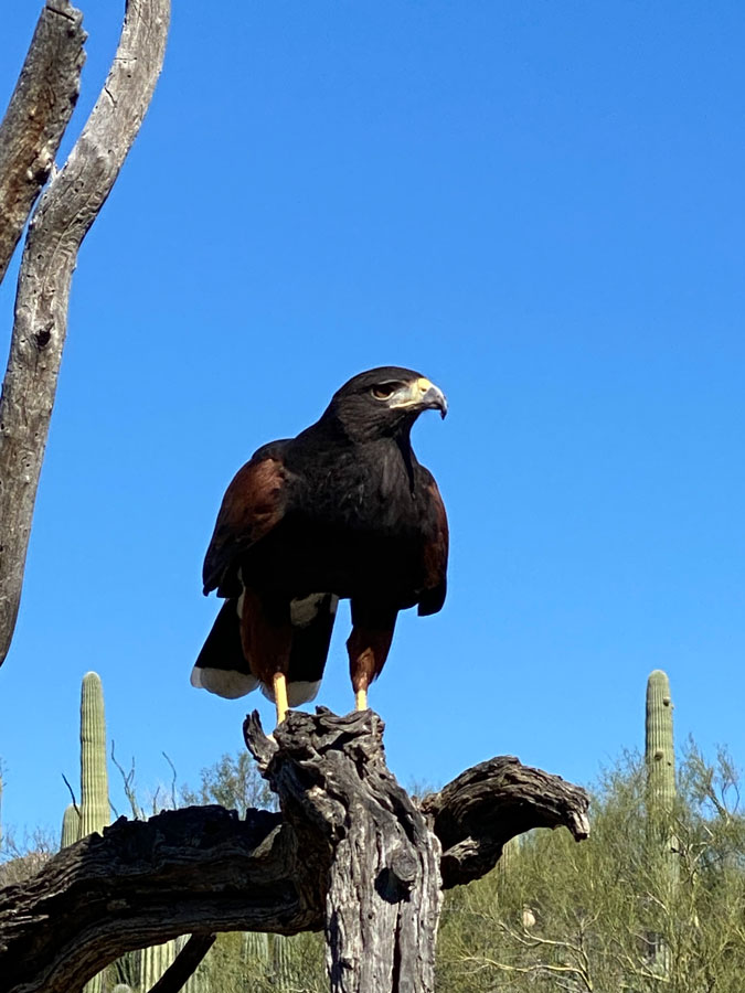 A Harris's Hawk perched on a branch displaying  the front breast and beak.